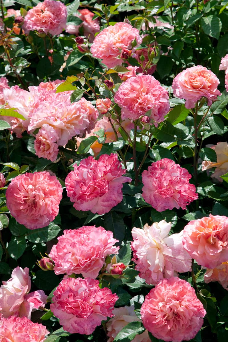 Rosa Augusta Luise ®