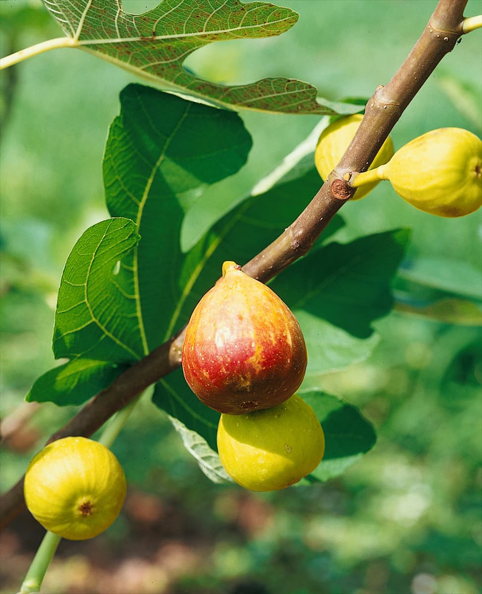 Feige / Ficus carica St. John