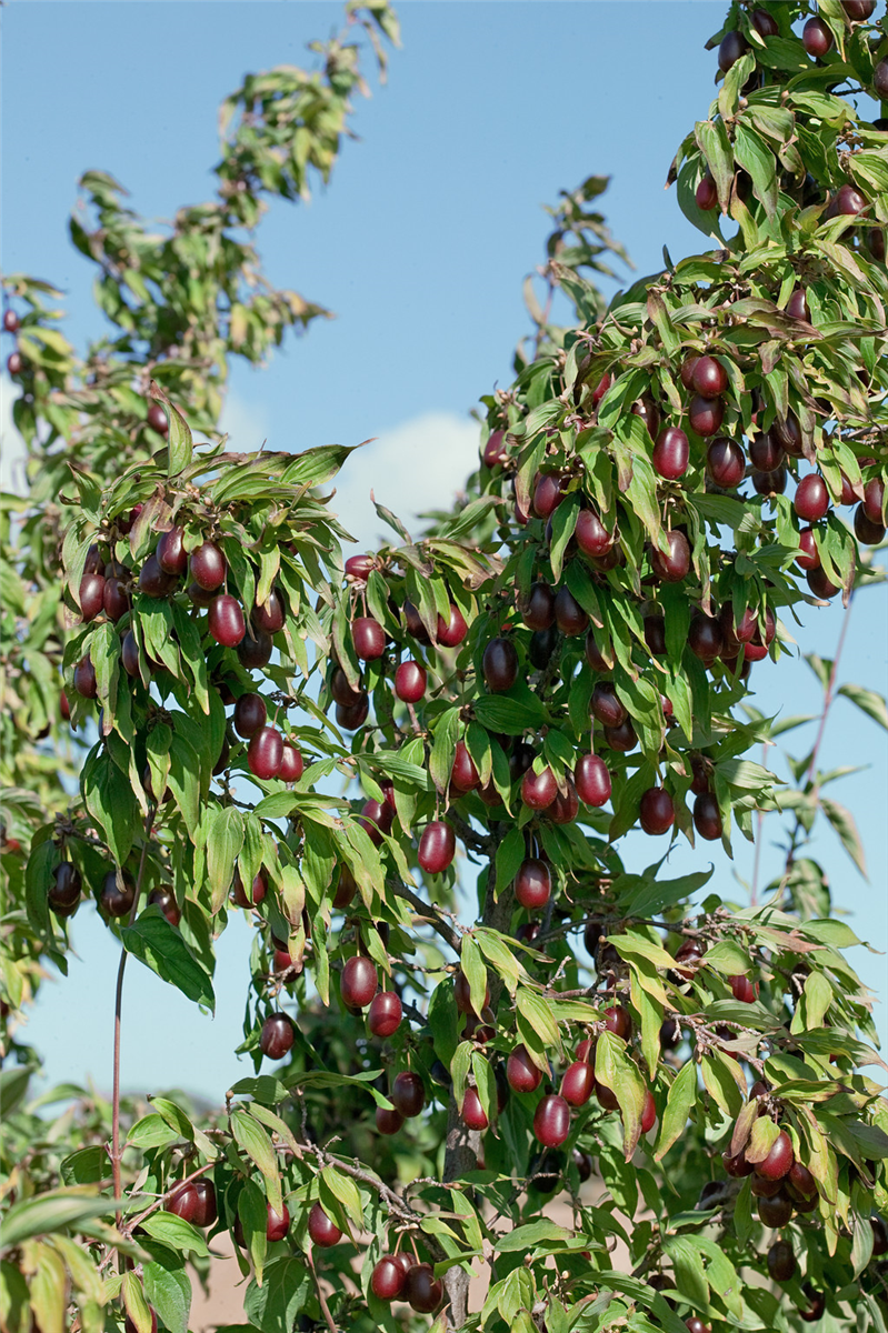 Cornus mas Kasanlaker