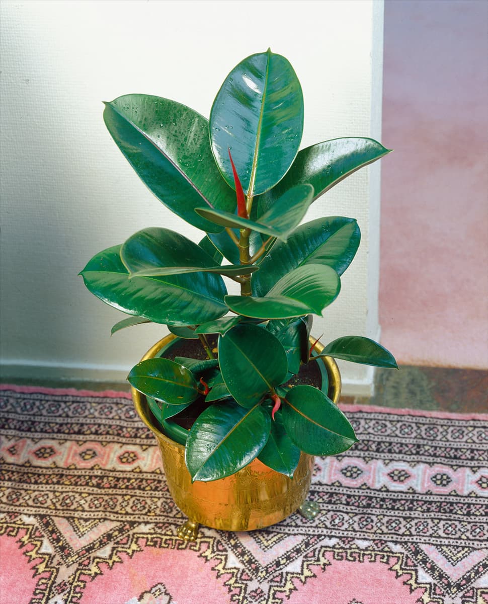 Ficus elastica Robusta