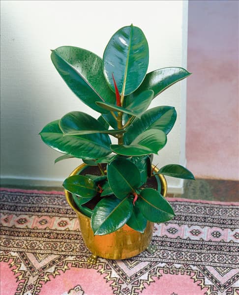 Ficus elastica