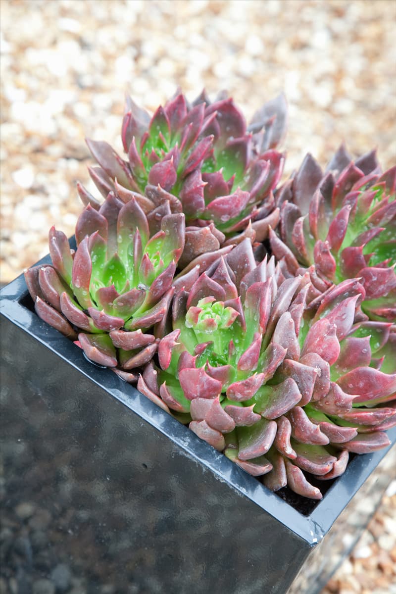 Echeveria Black Prince