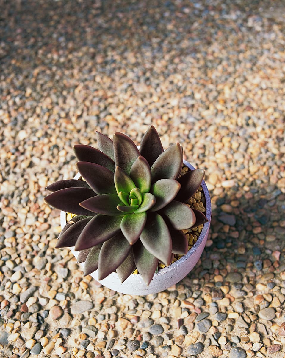 Echeveria Black Knight im Topf