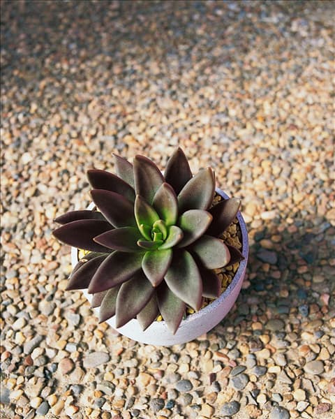 Echeveria agavoides 'Ebony'