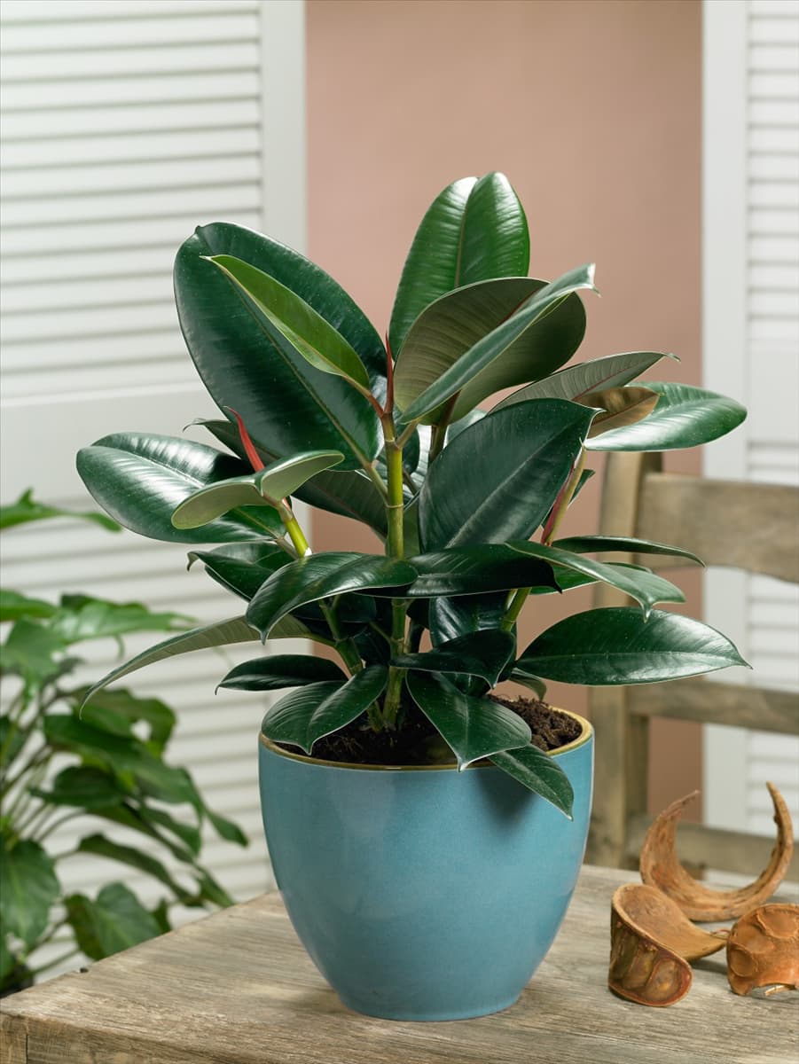 Ficus elastica Abidjan in pot