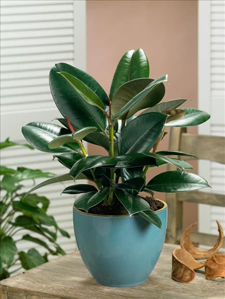 Ficus elastica 'Abidjan'