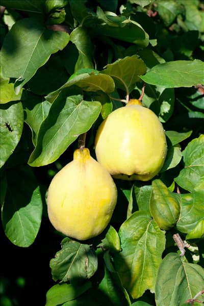 Cydonia oblonga 'Ludovic'