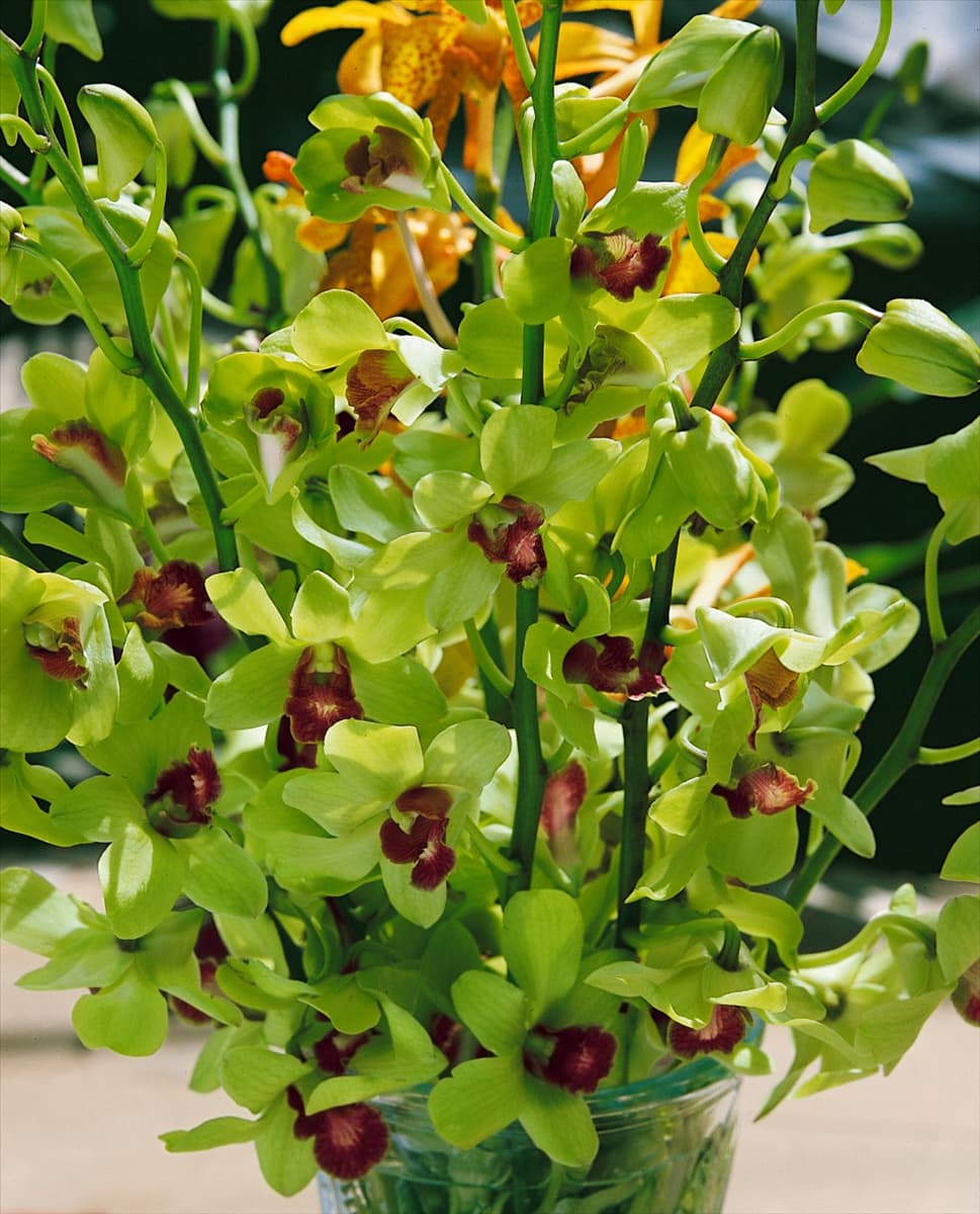 DENDROBIUM green
