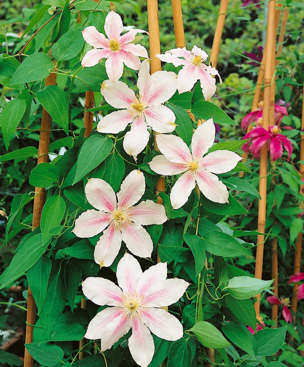 Clematis Princesse Alexandra