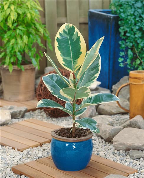 Ficus elastica 'Tineke'