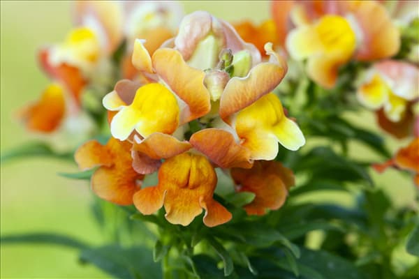 Antirrhinum majus