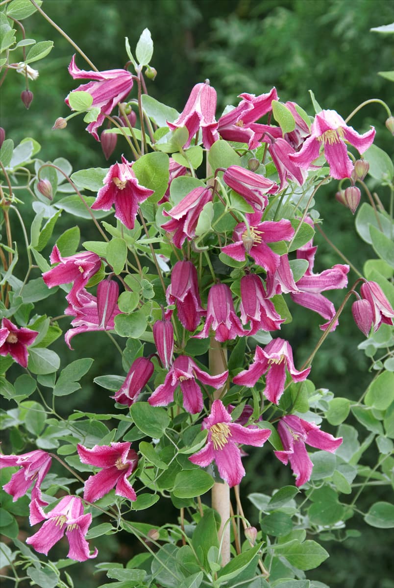 Clematis texensis Etoile Rose