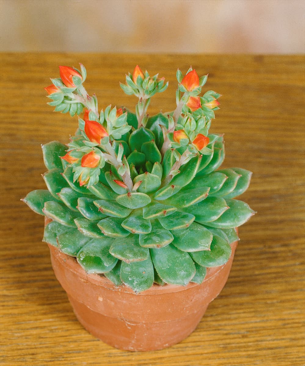 ECHEVERIA DERENBERGII