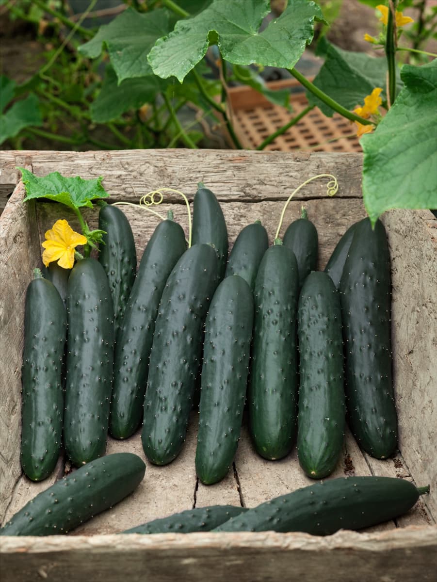 Cucumis sativus Aikon F1