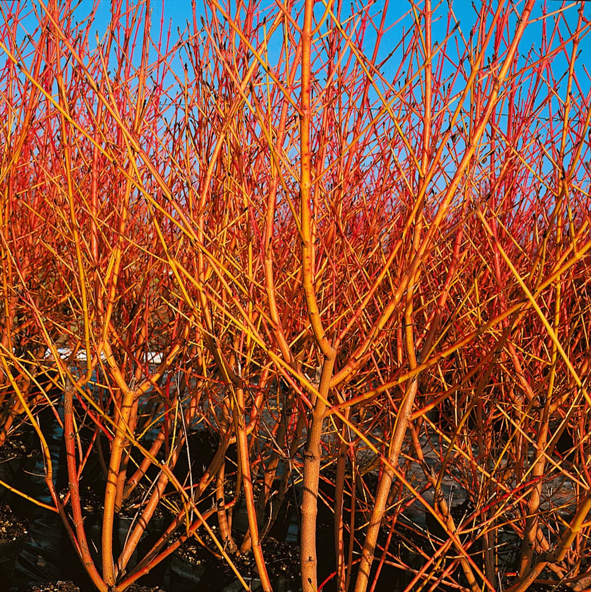 CORNUS SANGUINEA WINTER FLAME