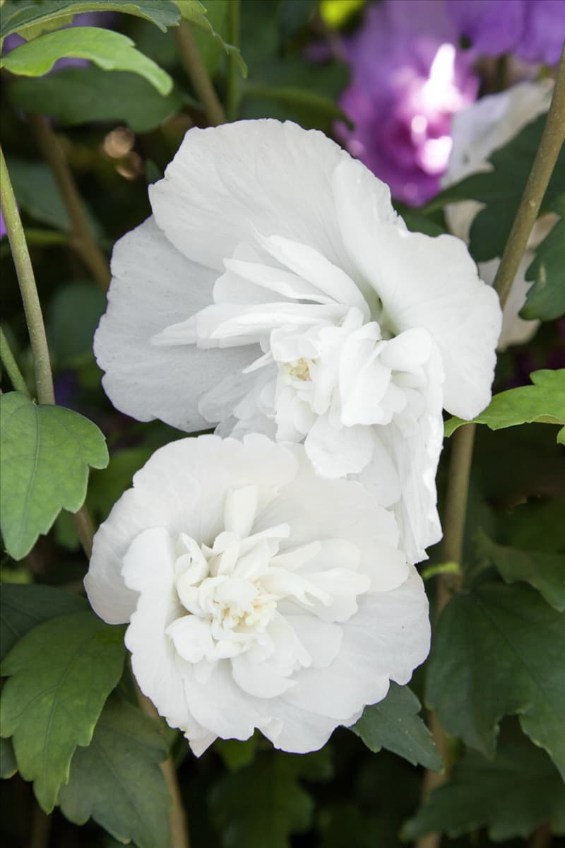 Hibiscus syriacus Notwoodtwo WHITE CHIFFON