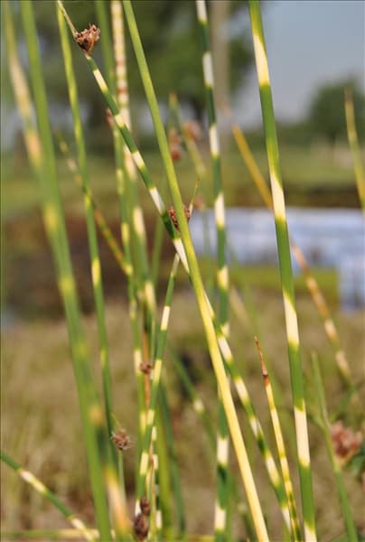 Schoenoplectus tabernaemontani 'Zebrinus'