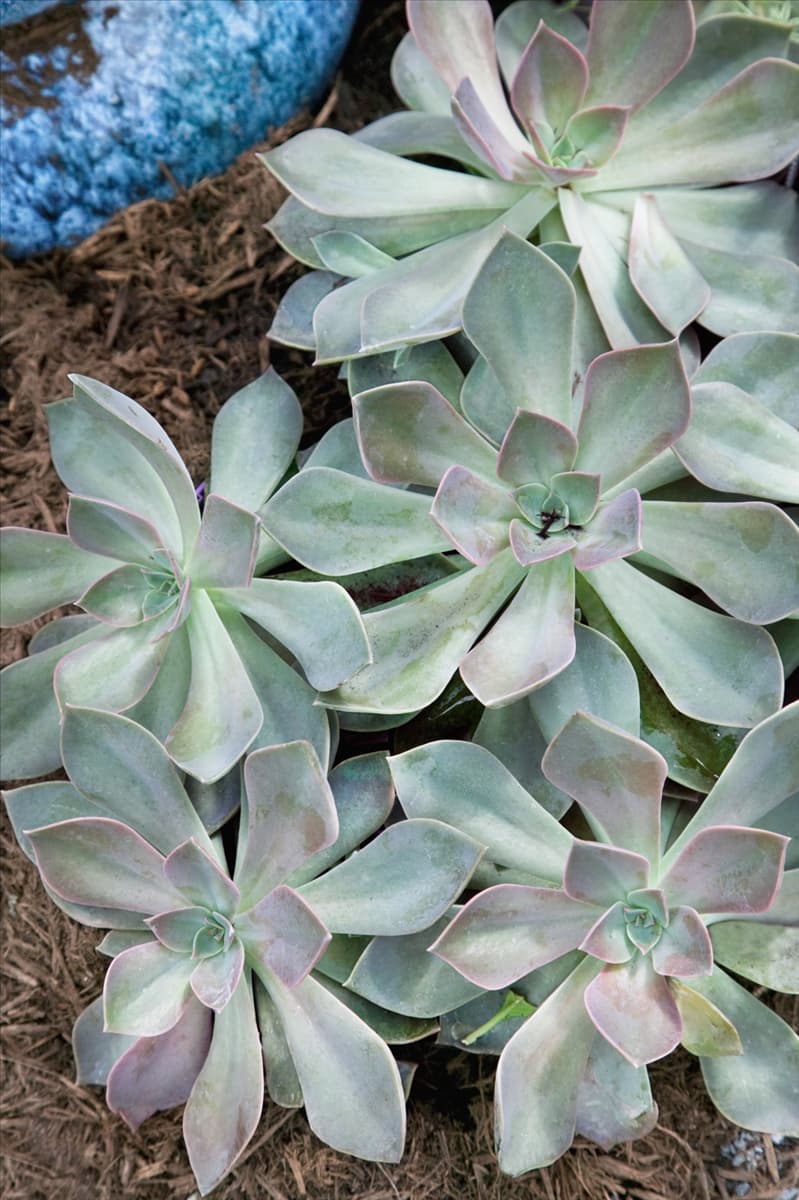 Echeveria Perle von Nürnberg