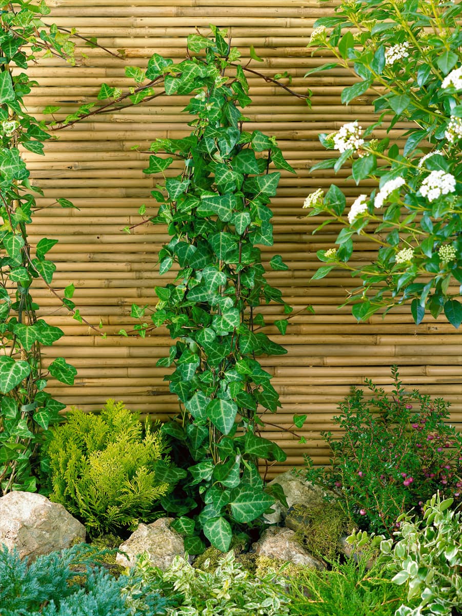 Hedera helix Grünpfeil