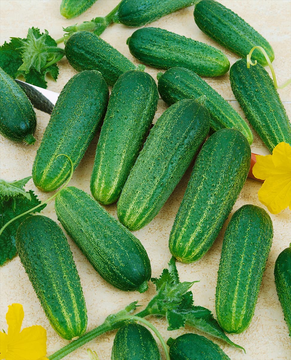 Essiggurke / Cucumis sativus Conny
