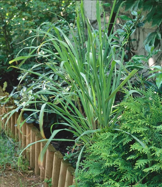 Cymbopogon citratus