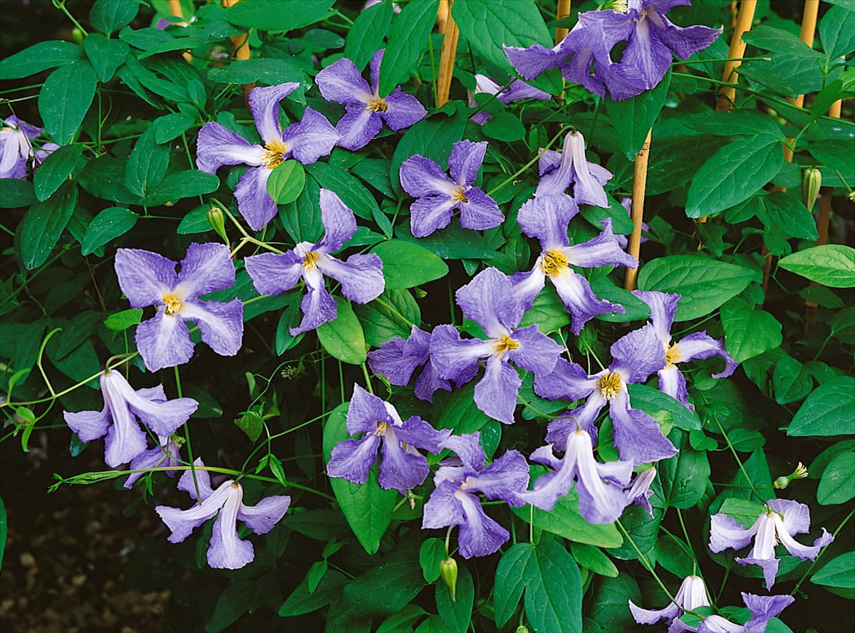 Clematis viticella Betty Corning