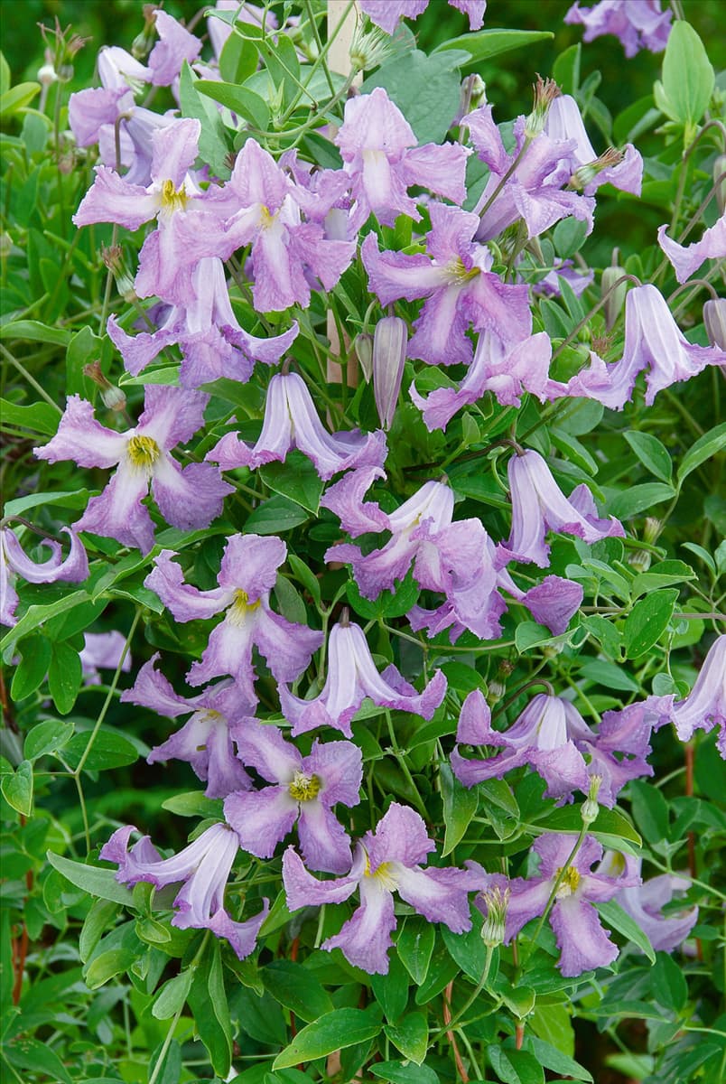 Clematis Betty Corning