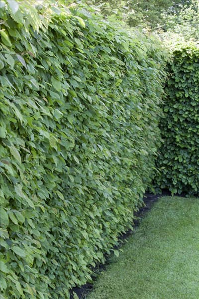 Fagus sylvatica