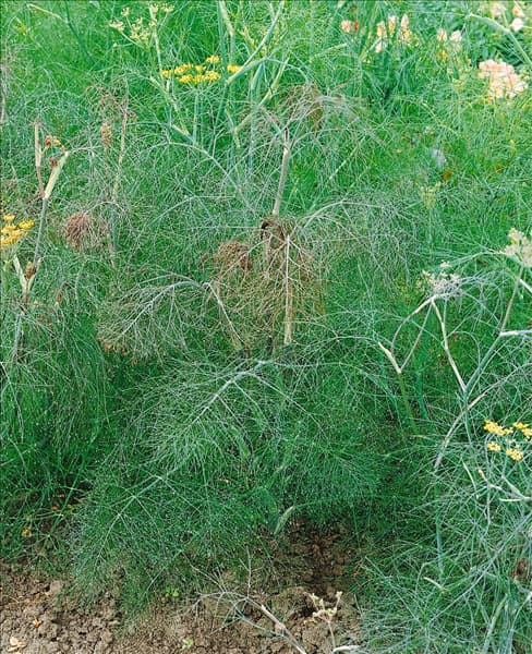 Foeniculum vulgare 'Atropurpureum'