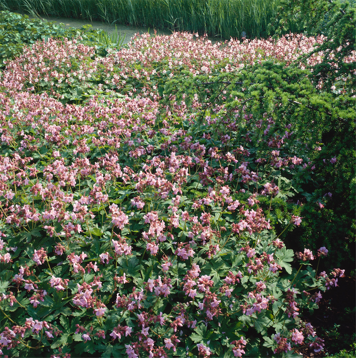 Geranium macrorrhizum Ingwersens Variety