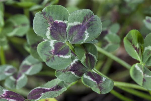 Trifolium