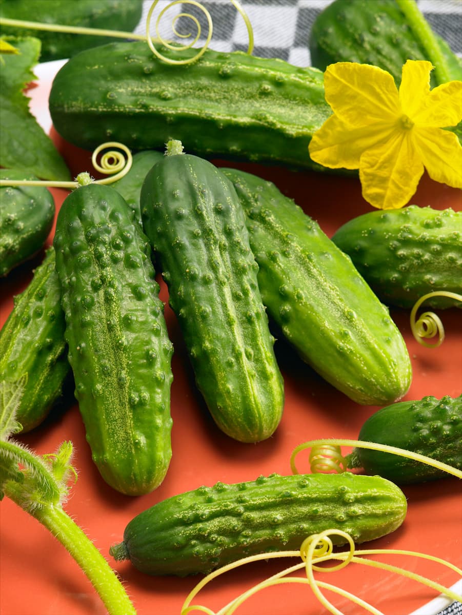 Cucumis sativus Annuschka F1