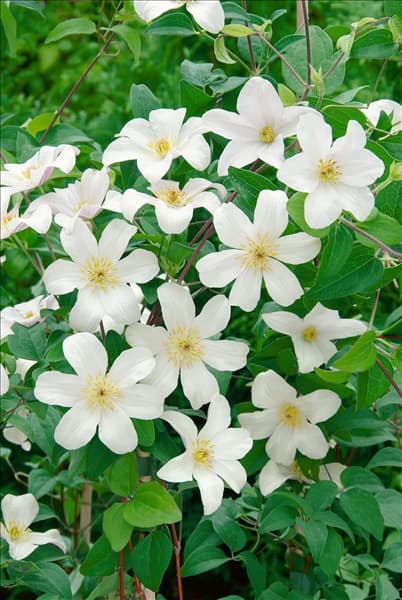 Clematis viticella 'Huldine'