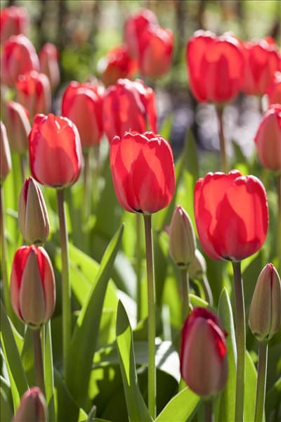 Tulipa, rot
