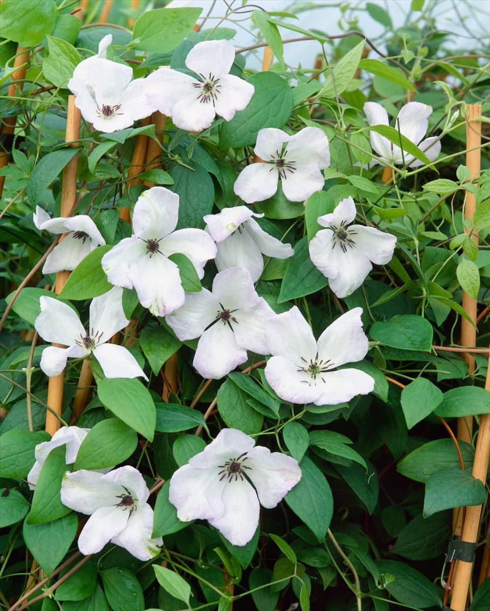 Clematis viticella Alba Luxurians