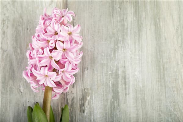 Hyacinthus