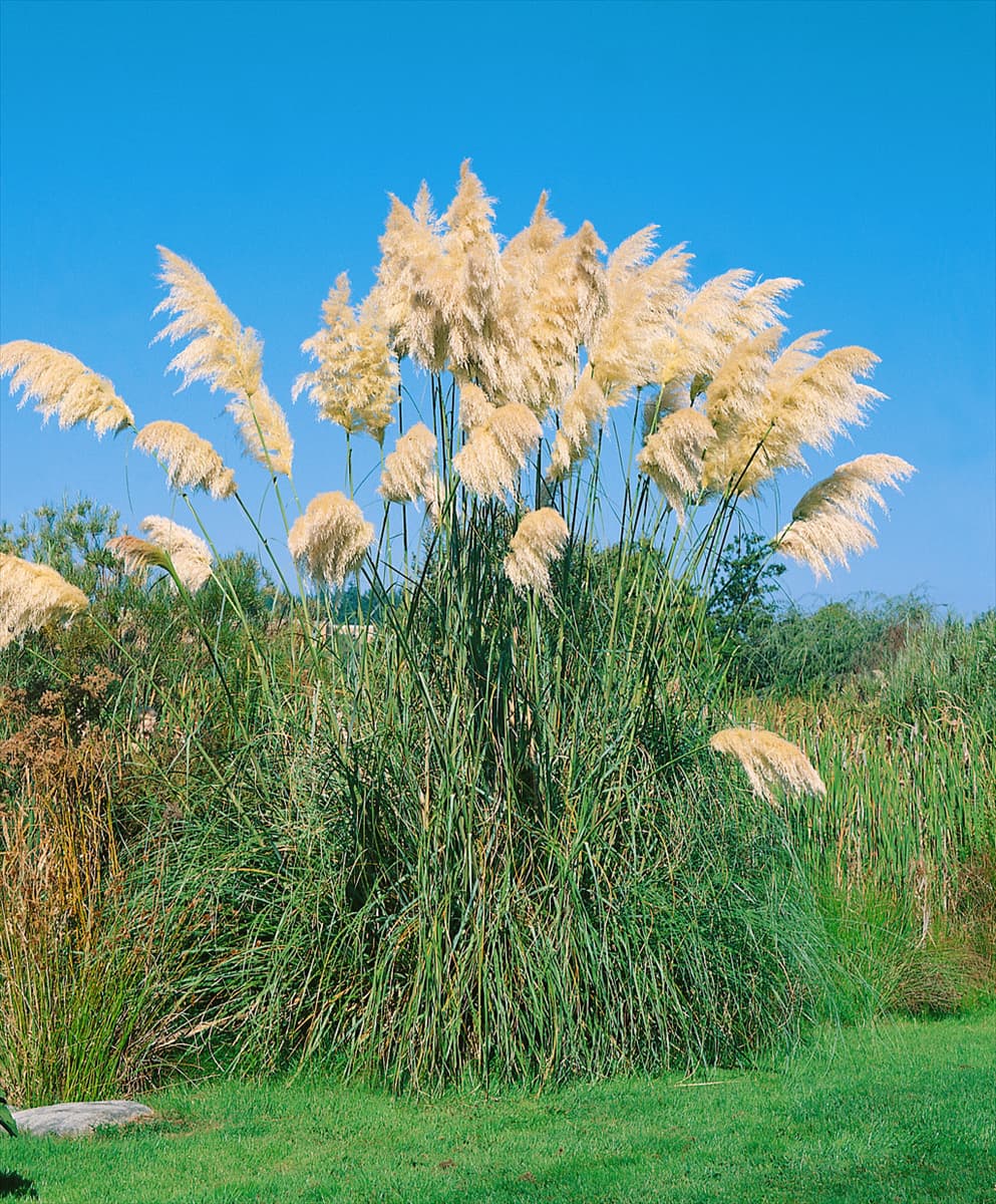 Cortaderia selloana