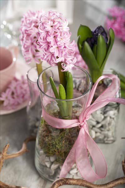 Hyacinthus