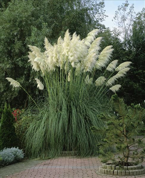 Cortaderia selloana 'Giant'
