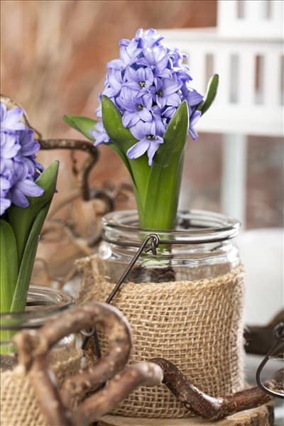 Hyacinthus