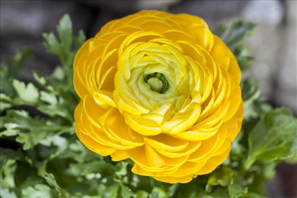 Ranunculus asiaticus, gelb