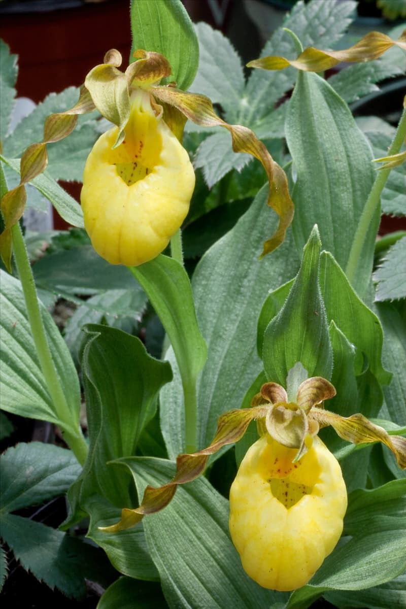Cypripedium calceolus