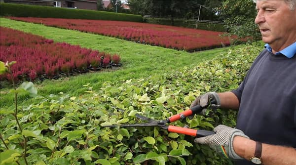 Rotbuchenhecke - Zurückschneiden mit einer Hand-Heckenschere (3)