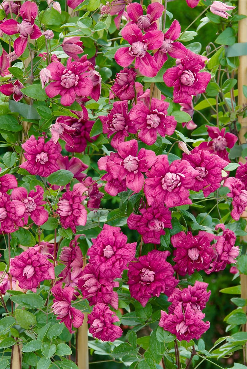 Clematis viticella Purpurea Plena Elegans