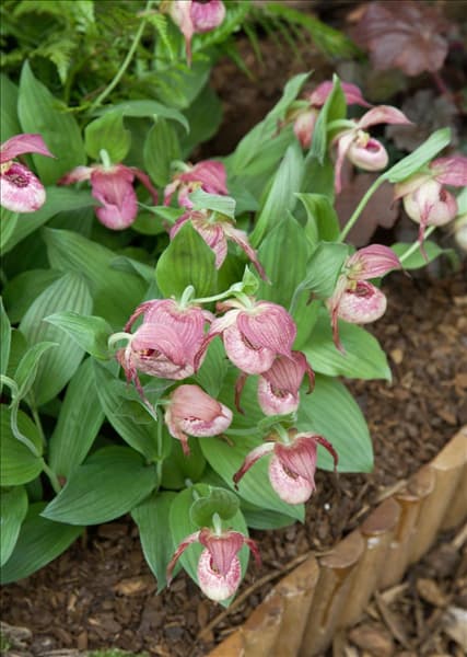 Cypripedium kentuckiense