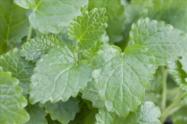 Melissa officinalis