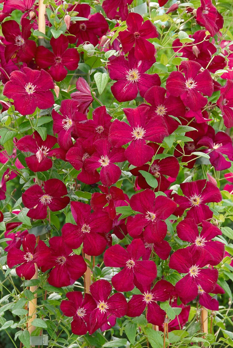 Clematis viticella Royal Velours