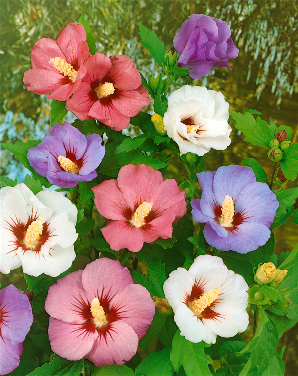 Hibiscus syriacus Mischung