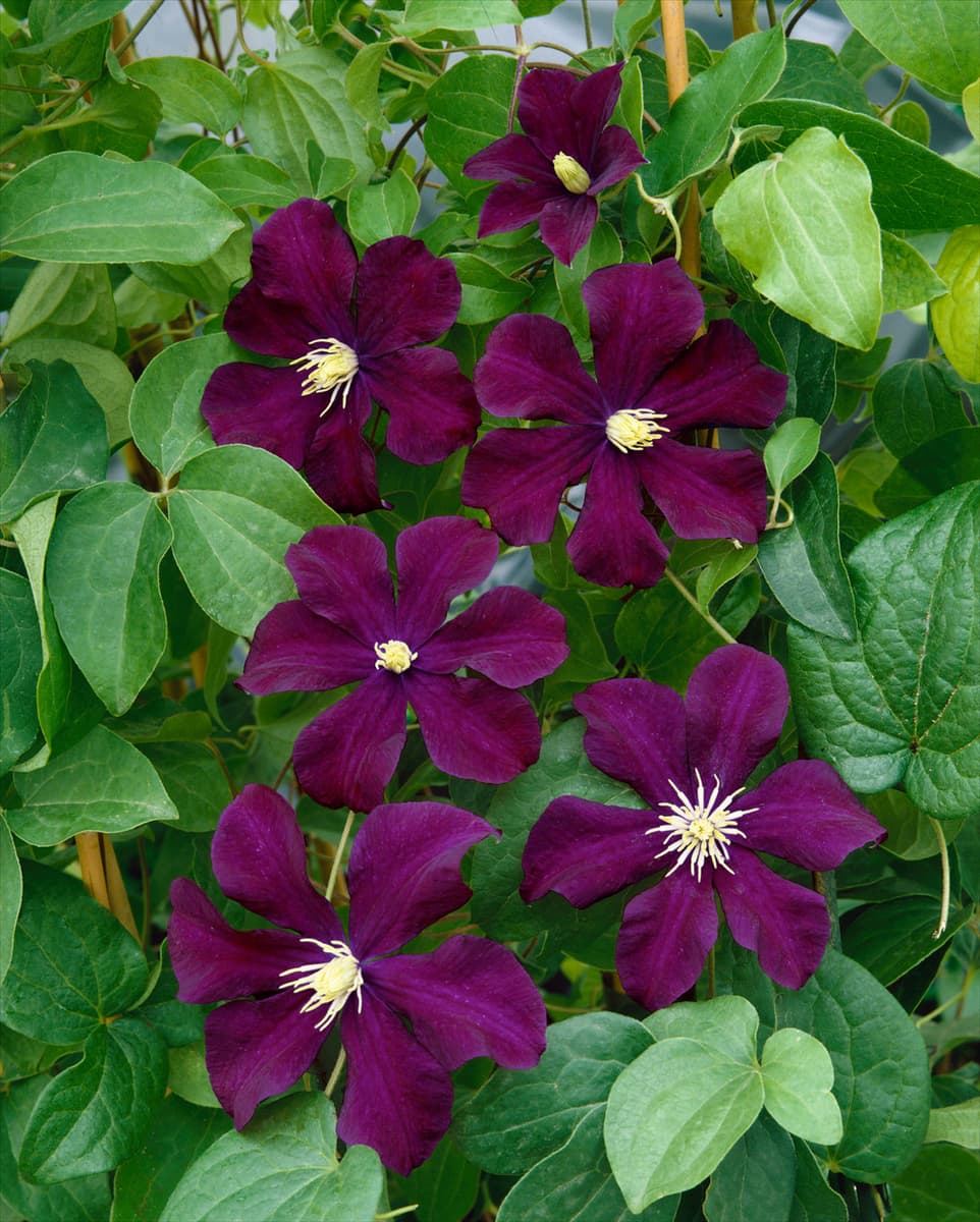 CLEMATIS WARSZAWSKA NIKE