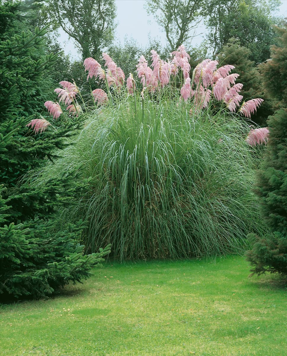 Cortaderia selloana Rosea
